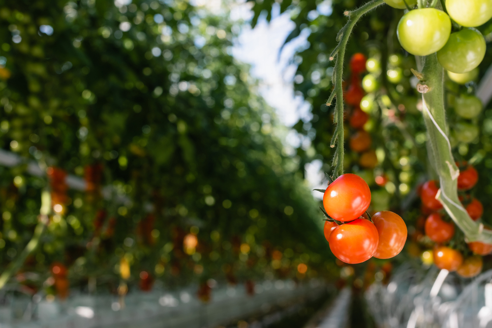 tomatoes ready for harvest and stored in a reefer container