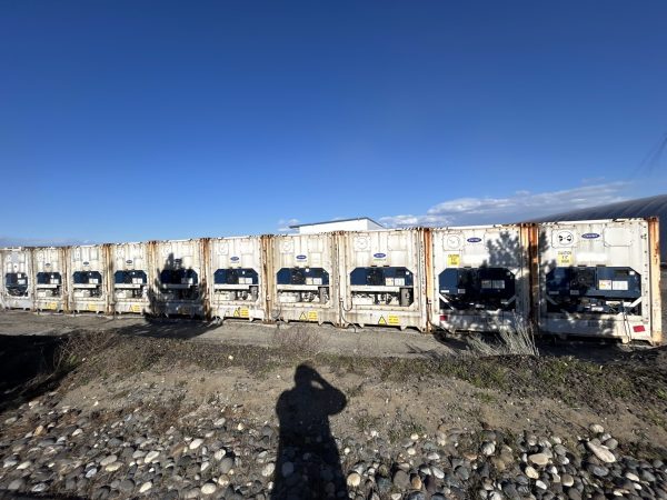 refrigerated cargo containers bulk